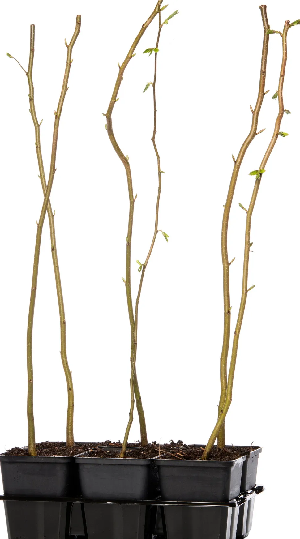 Hainbuche (Carpinus betulus) D 9 H 60 cm