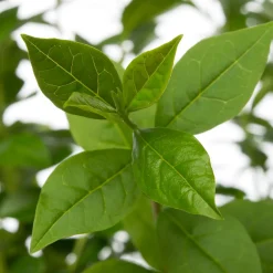 Hecken-Liguster (Ligustrum ovalifolium) D 9 cm