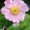 Herbstanemone (Anemone Hybride 'Konigin Charlotte') D 11 cm