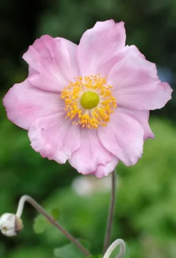 Herbstanemone (Anemone Hybride 'Konigin Charlotte') D 11 cm