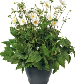 Herbstanemone (Anemone hybrida 'Honorine Jobert') D 17 H 35 cm