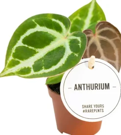 Herzblattblume (Anthurium crystallinum) D 6 H 15 cm