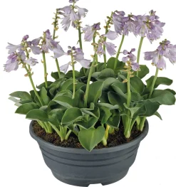 Herzblattlilie (Hosta 'Blue Mouse Ears') D 21 cm