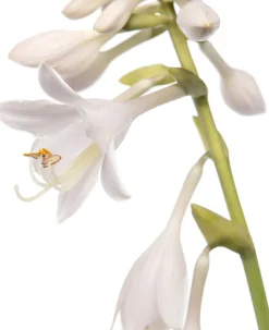 Herzblattlilie (Hosta sieboldiana 'Elegans') D 11 H 10 cm