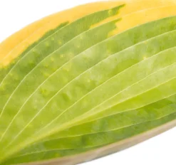 Herzblattlilie (Hosta sieboldiana 'Frances Williams') D 11 H 10 cm