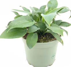 Herzblattlilie (Hosta tardiana 'Halcyon') D 19 H 25 cm