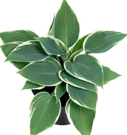 Herzblattlilie Mix (Hosta) D 17 H 30 cm