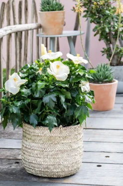 Hibiskus (Hibiscus rosa sinensis) D 21 H 55 cm