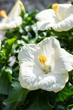 Hibiskus (Hibiscus rosa sinensis) D 21 H 55 cm