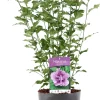 Hibiskus (Hibiscus syriacus 'Ardens') D 23 H 60 cm