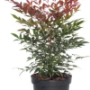 Himmelsbambus (Nandina domestica 'Obsessed') D 23 H 30 cm