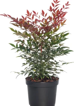 Himmelsbambus (Nandina domestica 'Obsessed') D 23 H 30 cm