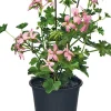 Hängegeranie (Pelargonium) D 10,5 cm