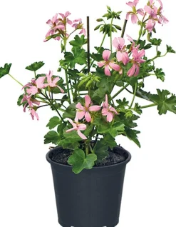 Hängegeranie (Pelargonium) D 10,5 cm