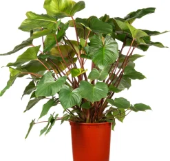 Homalomena (Homalomena rubescens 'Maggy') D 34 H 120 cm