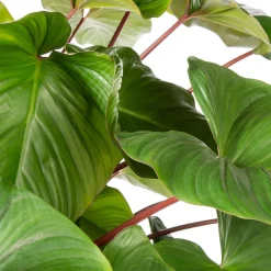 Homalomena (Homalomena rubescens 'Maggy') D 34 H 120 cm