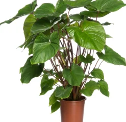 Homalomena (Homalomena rubescens 'Maggy') D 24 H 80 cm