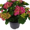 Hortensie (Hydrangea macrophylla ) rosa D 15 H 40 cm