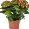 Hortensie (Hydrangea macrophylla) D 21 H 40 cm