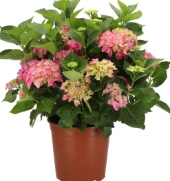 Hortensie (Hydrangea macrophylla) rosa D 21 H 40 cm