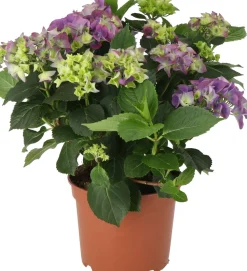 Hortensie (Hydrangea macrophylla) lila D 21 H 40 cm