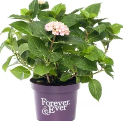 Hortensie (Hydrangea macrophylla 'Forever & Ever') roze D 23 H 30 cm