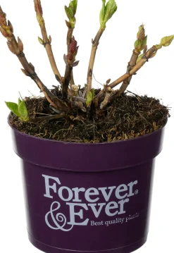 Hortensie (Hydrangea macrophylla 'Forever & Ever') D 17 H 30 cm