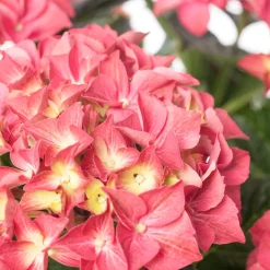 Hortensie (Hydrangea macrophylla 'Forever & Ever') rood D 23 H 30 cm