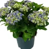 Hortensie (Hydrangea macrophylla) Blau D 15 H 40 cm