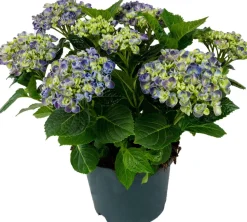 Hortensie (Hydrangea macrophylla) Blau D 15 H 40 cm