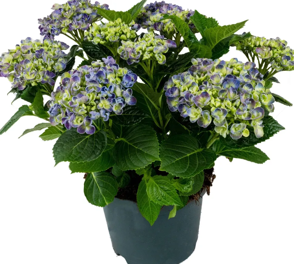 Hortensie (Hydrangea macrophylla) Blau D 15 H 40 cm