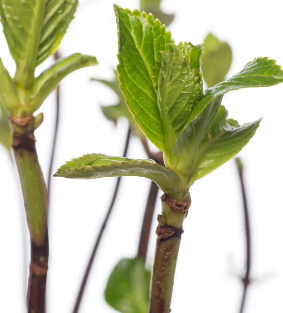 Hortensie (Hydrangea macrophylla) weiß