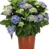 Hortensie (Hydrangea macrophylla) blau D 21 H 40 cm