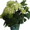 Hortensie (Hydrangea 'Magical Noblesse') weiß D 20 H 45 cm