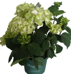 Hortensie (Hydrangea 'Magical Noblesse') weiß D 20 H 45 cm