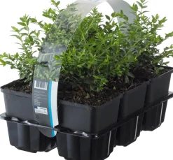 Immergrüne Heckenkirsche (Lonicera Nitida 'Maigruen')