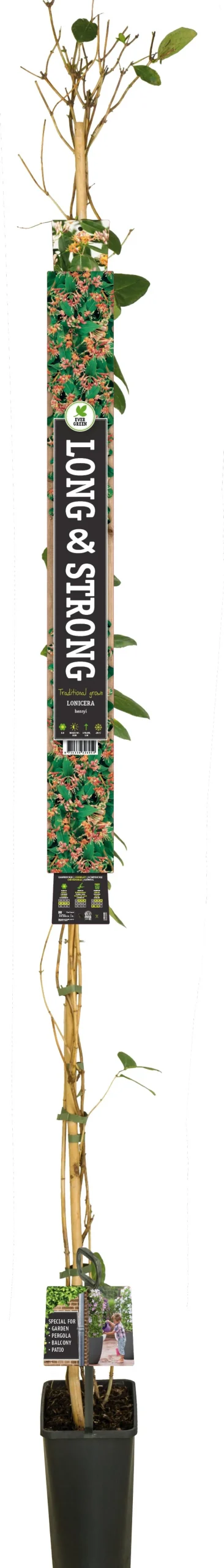 Immergrünes Geißblatt (Lonicera henryi) D 23 H 210 cm