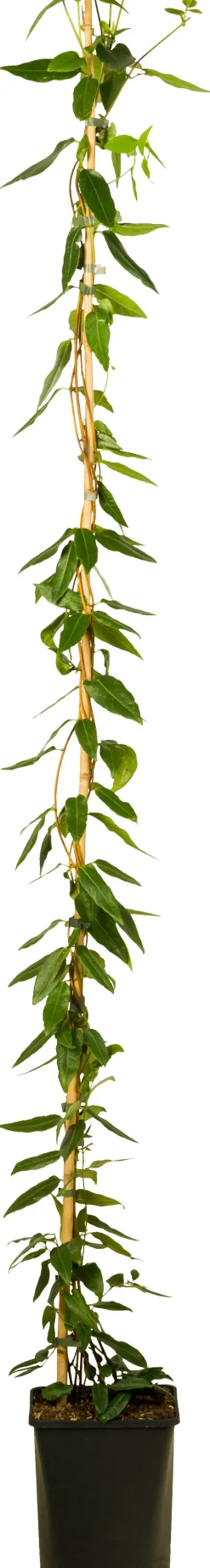 Immergrünes Geißblatt (Lonicera henryi 'Copper Beauty') D 23 H 210 cm