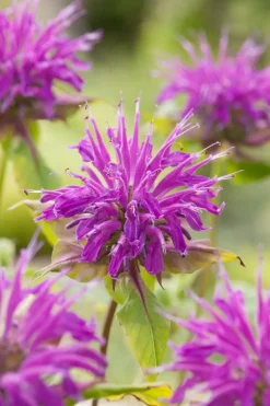 Indianernessel (Monarda 'Marshall's Delight')