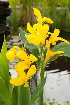 Indisches Blumenrohr (Canna)
