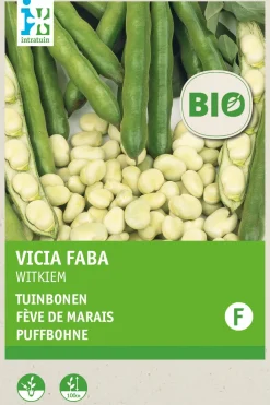 Intratuin Ackerbohne (Vicia faba 'Weißkeimling') (BIO) Samen