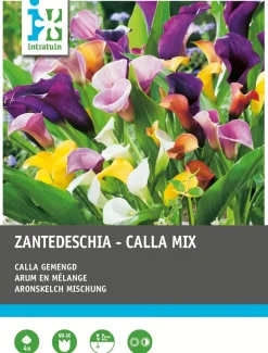 Intratuin Aronstab (Zantedeschia) Blumenzwiebel-Mischung 4 St.