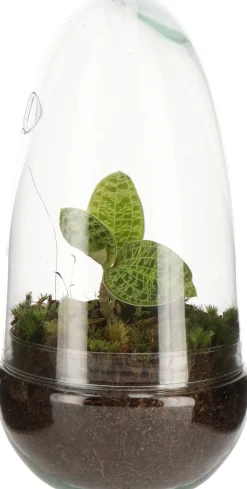 Intratuin Arrangement Glasglocke mit Juwelorchidee D 14 H 10 cm