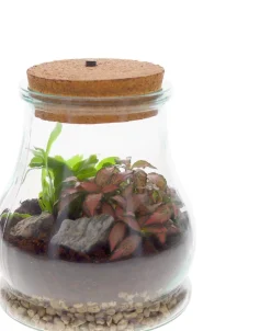 Intratuin Arrangement Terrarium mit LED-Korken D 15 H 19 cm