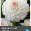Intratuin Balldahlie (Dahlia 'Bal eveline') Blumenzwiebel 1 St.