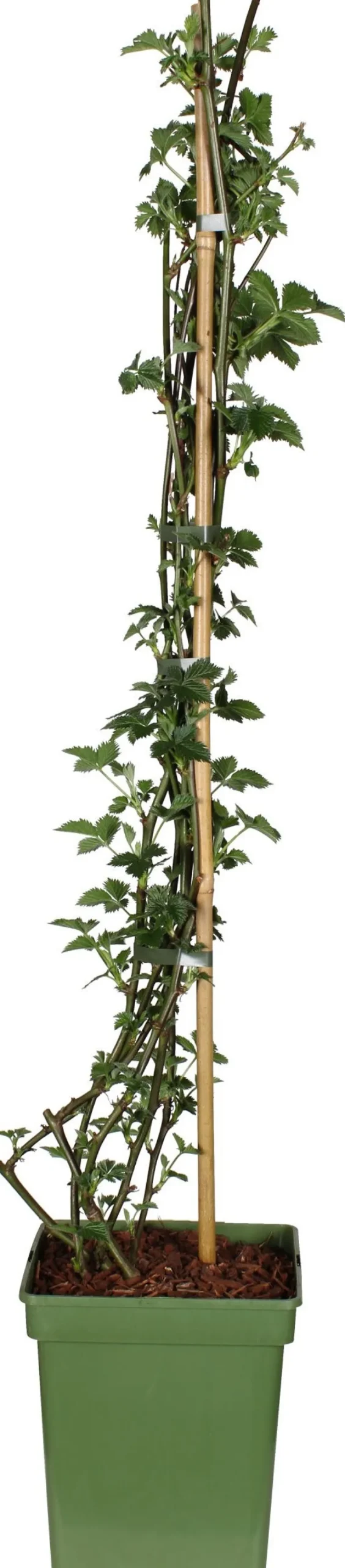 Intratuin Bio Brombeere (Rubus fruticosus 'Black Satin') H 100 cm