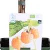 Intratuin Bio Gelbe Himbeere (Rubus idaeus 'Twotimer Sugana Yellow') H 45 cm
