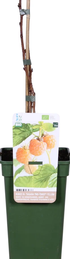 Intratuin Bio Gelbe Himbeere (Rubus idaeus 'Twotimer Sugana Yellow') H 45 cm
