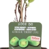 Intratuin Bio Kiwibeere (Actinidia arguta 'Issai') H 100 cm