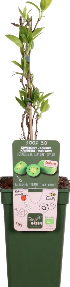 Intratuin Bio Kiwibeere (Actinidia arguta 'Issai') H 100 cm